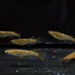 Gold Lame Rice Fish-eggs