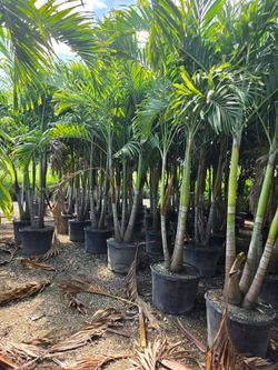 huge crhistmas palms ober 11 feet tall Instant  decoration