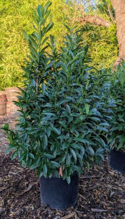 Skip Laurel Bushes