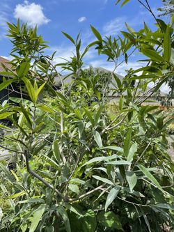 Rose Apple. Pomma Rosa. Wax Apple. Malay Apple. Love Apple. 