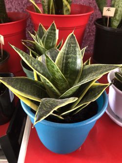 Dwarf snake plants