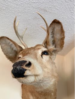 Adult Buck and Fawn shoulder mount