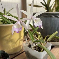 Orchid Flower Rare Trade