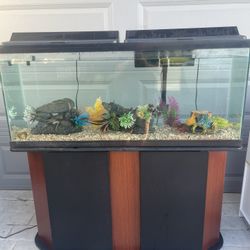 55 Gallon Aquarium With Filter And Decorations 