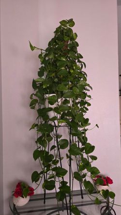 Plant for sale