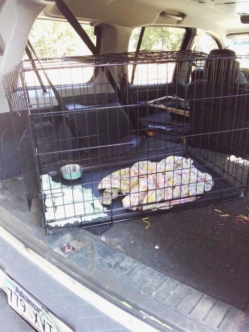 Dog Kennel
