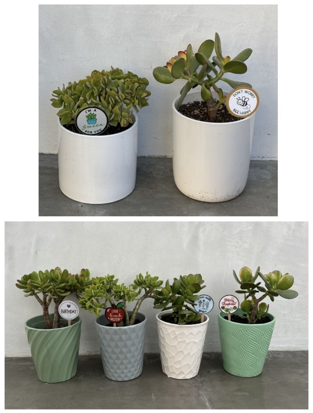 small jade succulent tree plant in ceramic pots with gift pick / spike