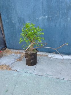 Arbolito de Jocote Ciruela Corona