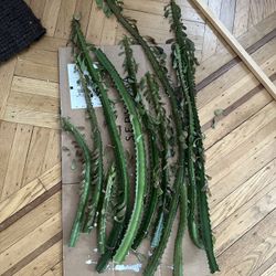 African milk tree Cactus Cuttings