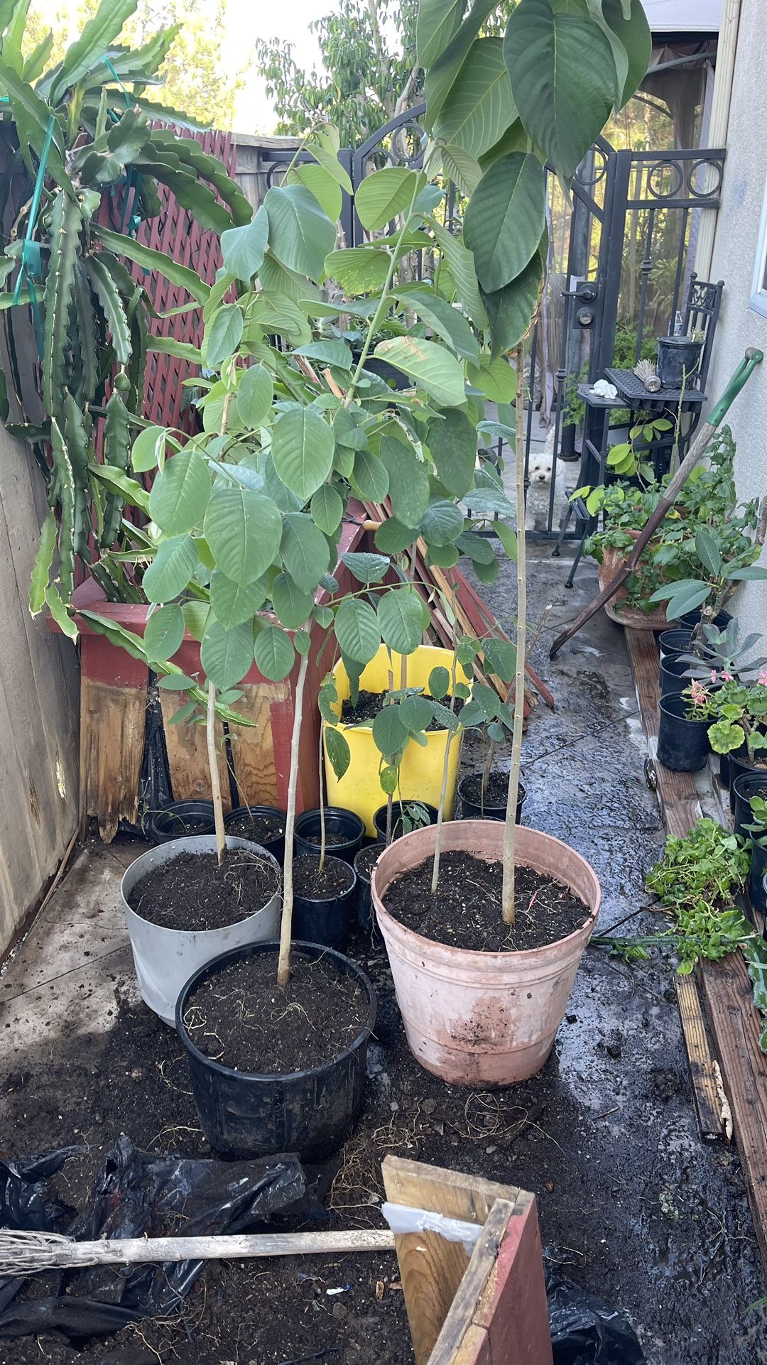 Cherimoya Plant/seedlings
