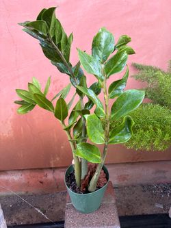 Plant
