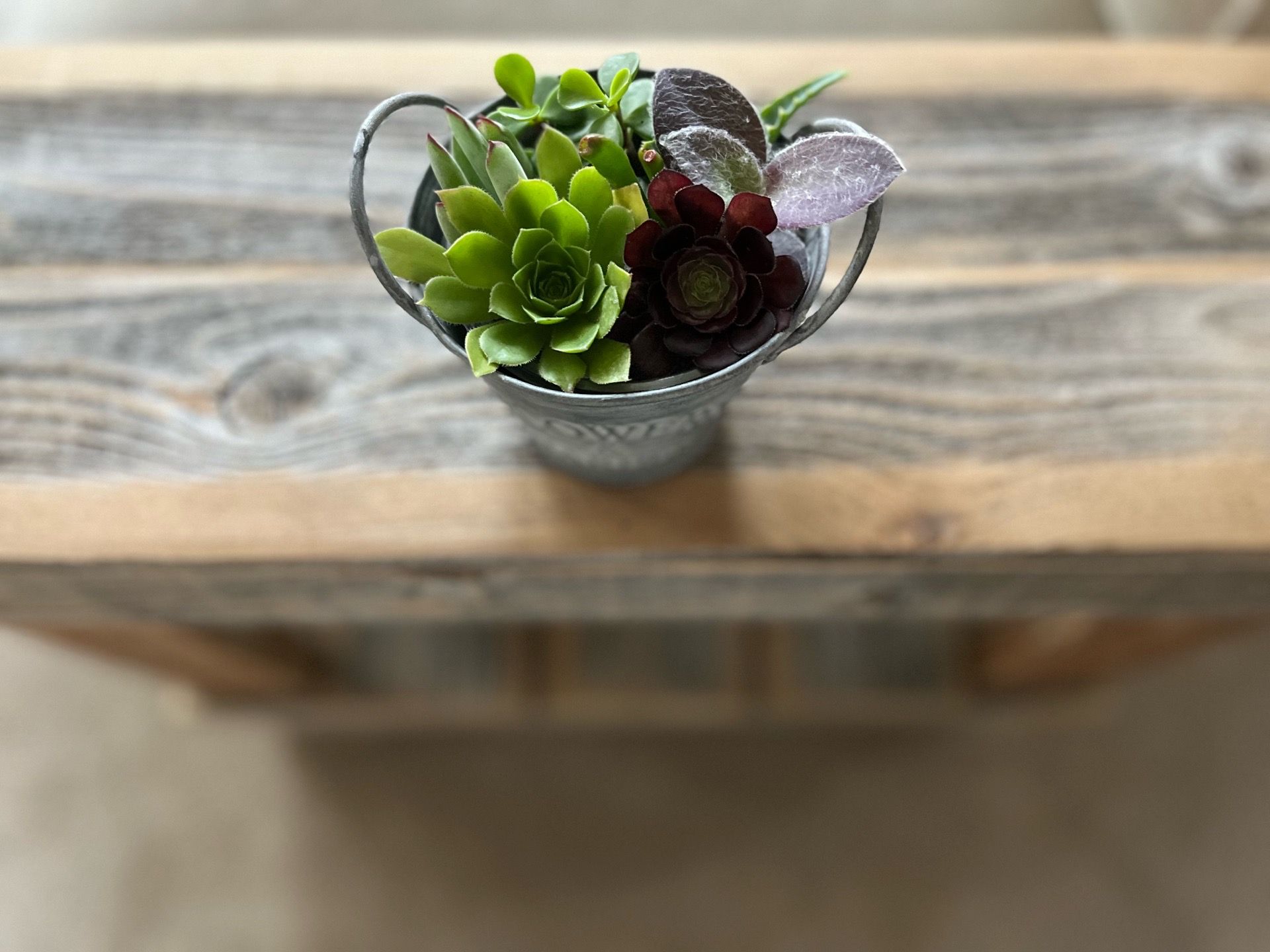 Succulent gift