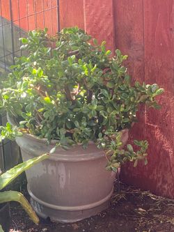 Plant