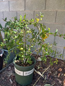 Live tree white pomegranate in 5 gal pot