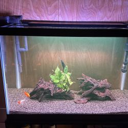 Fish Tank 