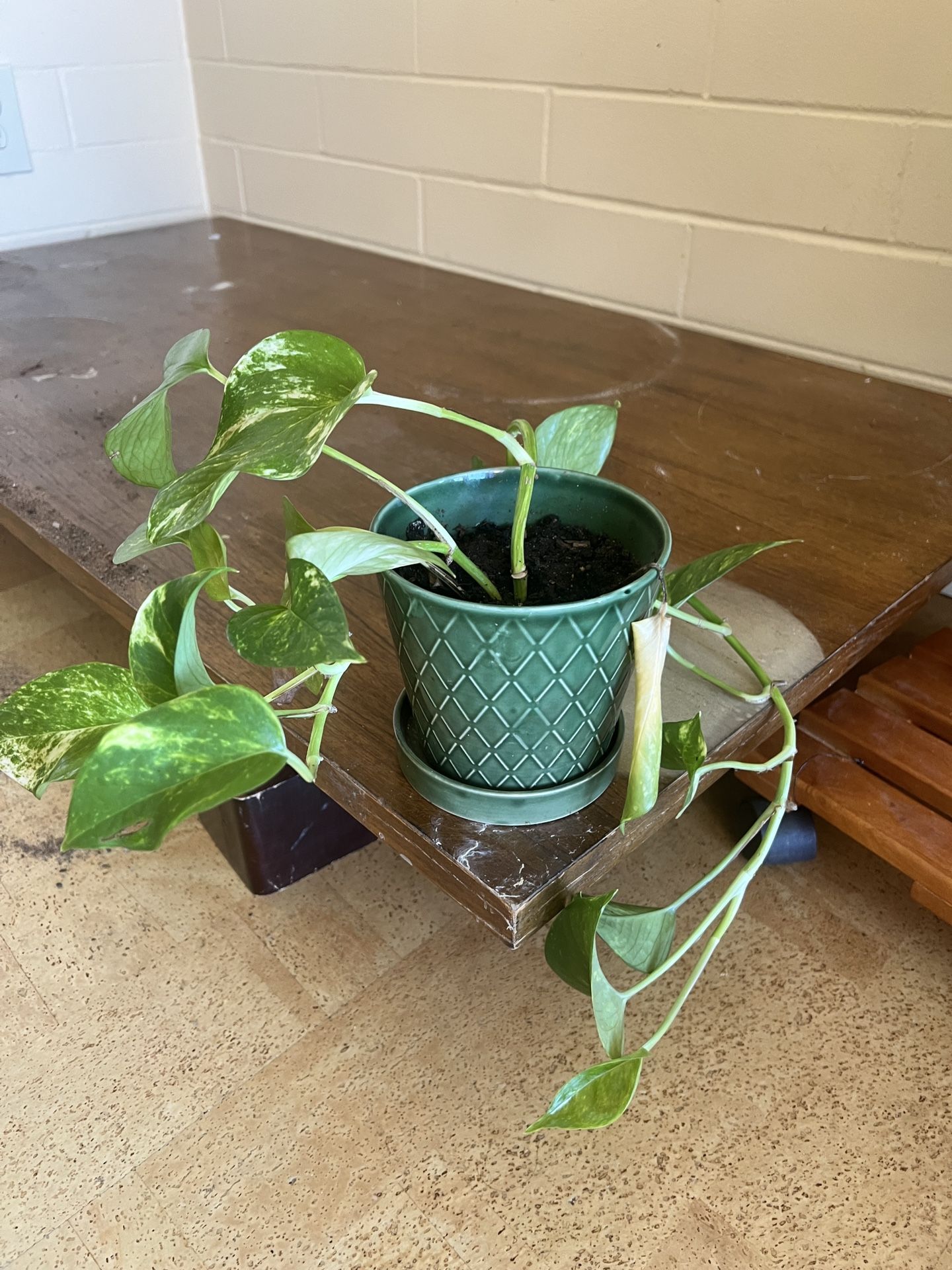 Live Money Plant