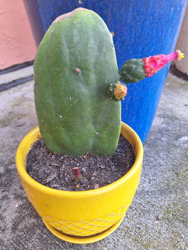 Flowering Cactus W Glazed Pot