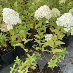 Hydrangea Lime Light