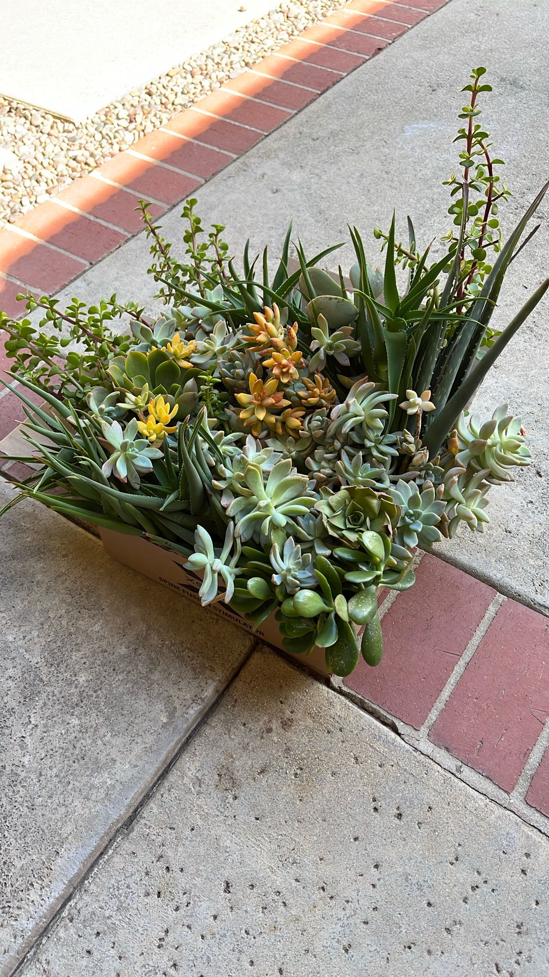 Box of fresh succulents