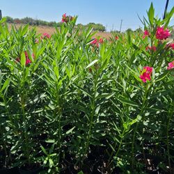 Oleander Plants Pink Hot 1gallon 2.5ft Tall 