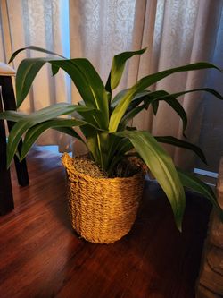 Plant
