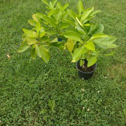 Grapefruit Tree