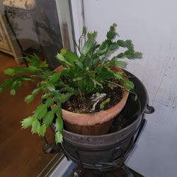 Plantas Suculentas