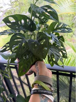 Adansonii cuttings