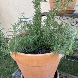 Rosemary Plant In Terra Cotta Pot and Dish