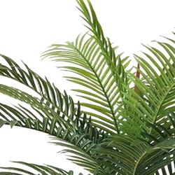 Small Palm Trees For Sale