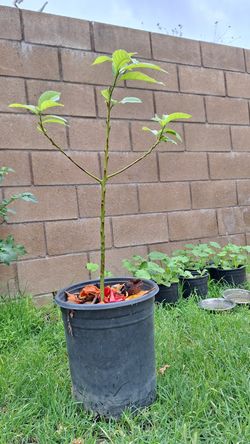 Avocado Tree