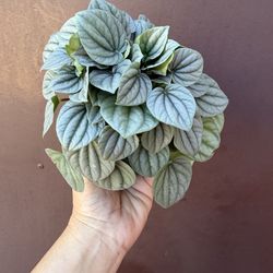 6” peperomia ice frost