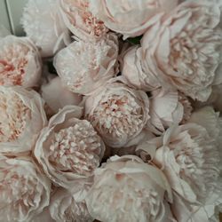 Wedding/Shower Decor - Set of 7 Bundles of Blush Pink Silk Peonies