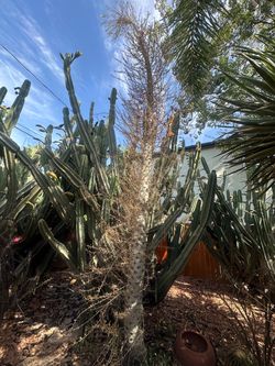 Boojum Tree, Fouquieria columnaris 18’ grown from seed