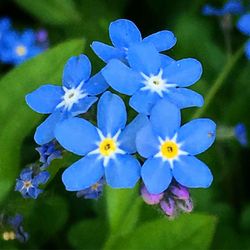 💙 TRUE BLUE POLLINATOR PACK — HOLOGRAM EDITION 💙