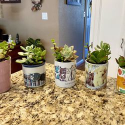 Cute Ceramic Pots with Cats, Dog, Lion and Pink Pot Filled with Live Succulent Plants - $6 Each