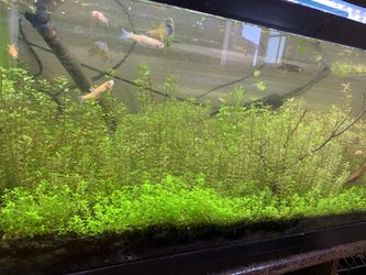 Pearlweed & Rotala Rotundifolia