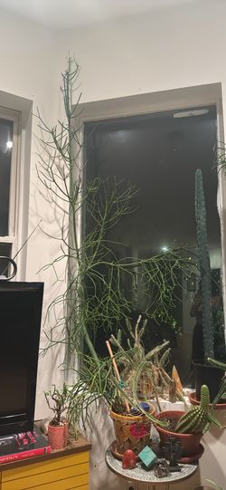 tall pencil cactus with pot