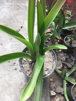 Planta natural