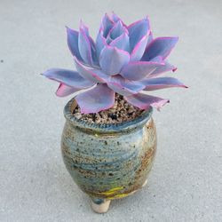 Succulents plants （Echeveria hera ）