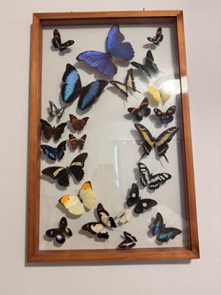 Butterfly Frame