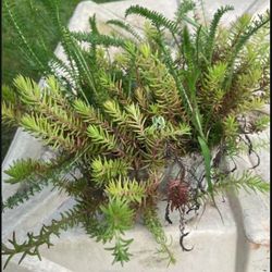 Sedum/succulent  Collection In Bamboo Pot