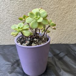 Haworths Aeonium Succulent Plant