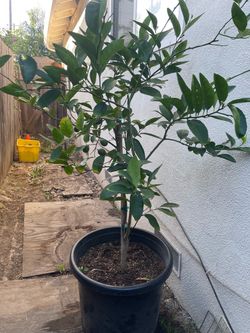 Lime tree no seeds