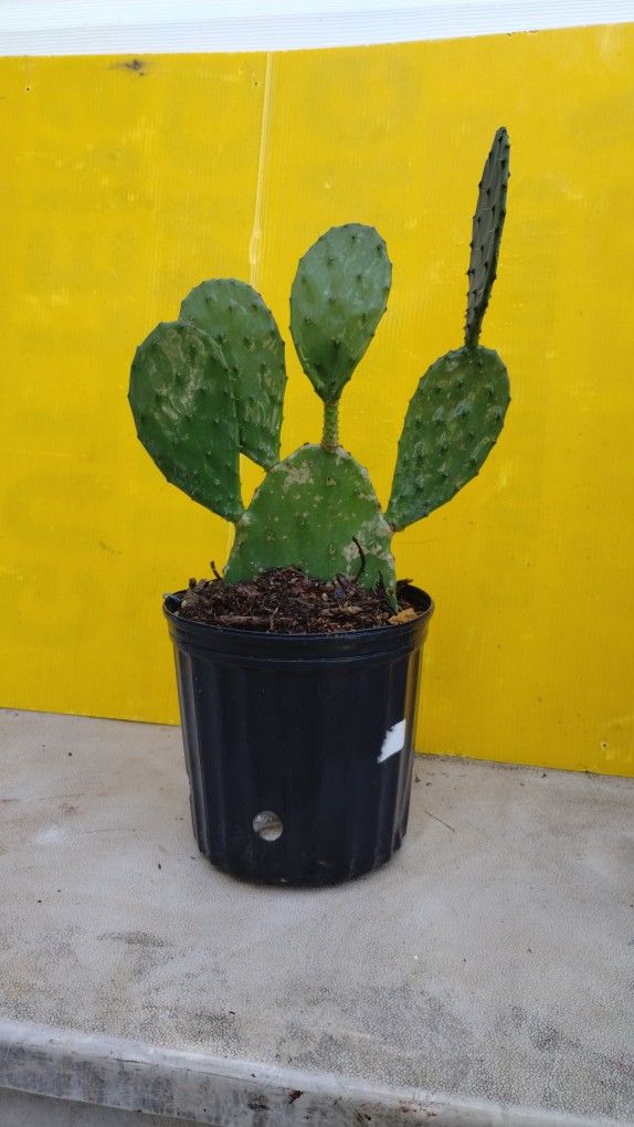 Cactus π΅ Plant