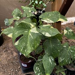 Thai Constellation Monstera – Rare Variegated Houseplant 🌿