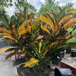 Two Croton Plants Healthy