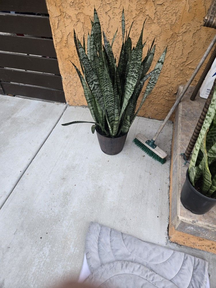 Big Plant 5 Need Gone