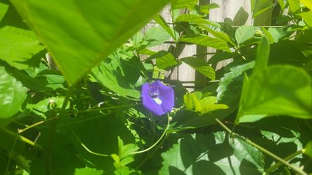 Blue pea vine plant.