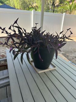 Large Purple Heart plant